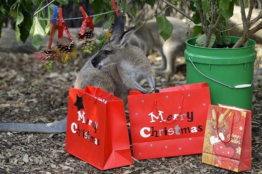 Taronga Zoo Animals Enjoy An Early Christmas Kids News Article - Page 7