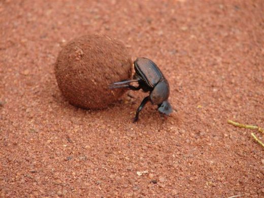 Why Dung Beetles Are Always 'Reaching For The Stars'