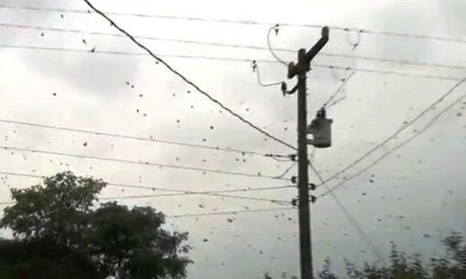 Ahhhh! It's Raining Spiders In Brazil