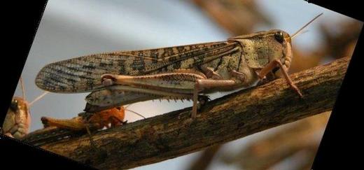 How Much Food Can Desert Locust Eat How Much Food Can Desert Locust Eat