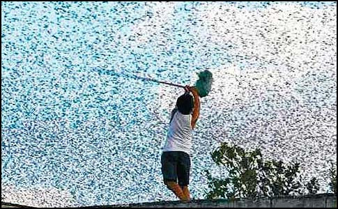 Cairo Invaded . . . By An Army of 30 million Desert Locusts!