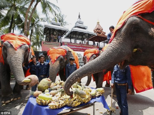 Dig In! Thai Elephants Indulge In A Scrumptious Buffet