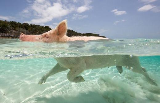 Swimming Pigs Live The Ultimate Life Of Luxury In The Bahamas