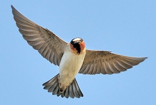 Have Nebraskan Swallows Evolved Shorter Wingspans To Avoid Becoming Roadkill?