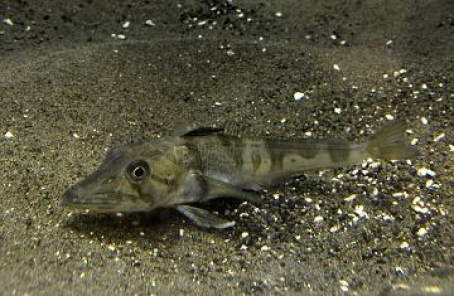 Transparent Fish With No Scales And Clear Blood Baffles Scientists