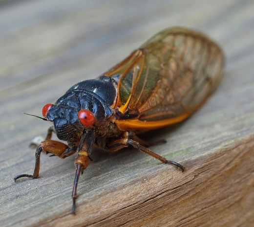 US East Coast Braces For The Onslaught Of The 17-Year Cicadas