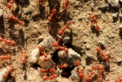 Can Red Wood Ants Predict Earthquakes?