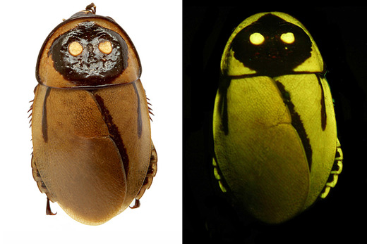 Glow-In-The-Dark Cockroaches And Harp-Shaped Sponge Among 2013's Top Ten New Species List