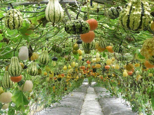 Seattle's 'Food Forest' Aspires To Provide Free Produce For All