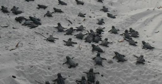 Volunteers Form Human Wall To Guide Baby Loggerhead Sea Turtles To Sea