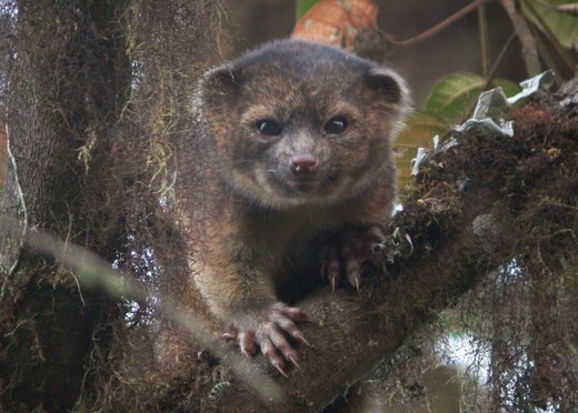 Adorable Mammal Is The First New Carnivore Species Discovered In The Americas In 35 Years