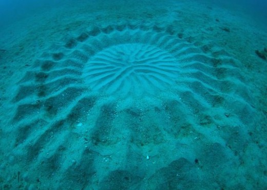 You Will Never Guess The Artist(s) Behind These Underwater 'Mystery Circles'