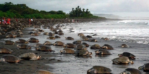 How Legalizing Egg Poaching Has Helped The Population Of Ancient Sea Turtles In Costa Rica