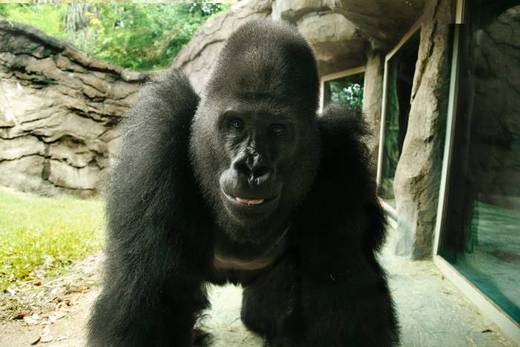 Dallas Zoo Gorilla Gets Booted For Bad Behavior