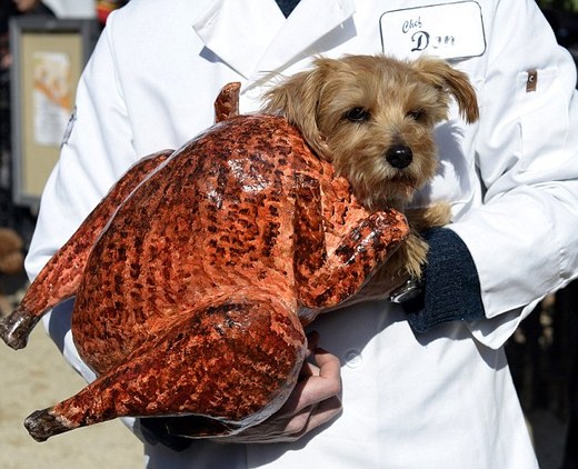 Dogs Take Center Stage At New York's Halloween Costume Parade