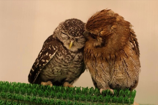 Owl-Themed Cafes Are The New Rage In Japan