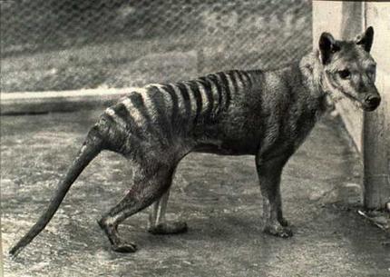 Naturalists Begin Search For 'Extinct' Tasmanian Tiger