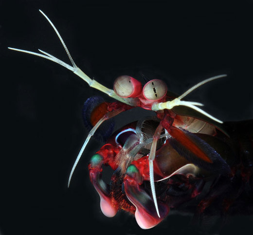 The Strange and Fearless Mantis Shrimp