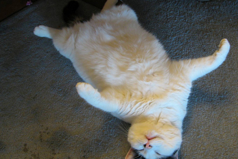 Need A Weather Prediction? Ask Your Cat!