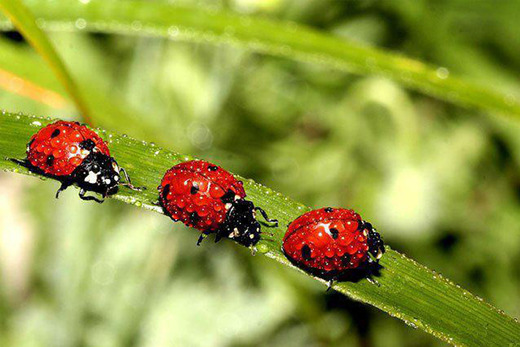 Introducing . . . The Speedy Ladybugs!