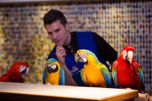 Charlie The Macaw Appointed 'Parrot in Residence' At Legoland Windsor Resort