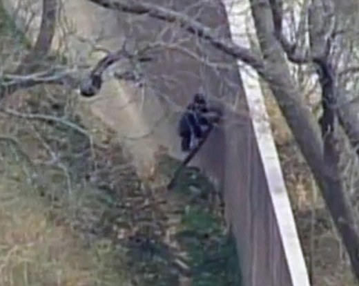 Kansas City Zoo Chimps Stage 'Madagascar' Style Escape