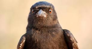 Crafty African Bird 'Cries Wolf' To Steal Food